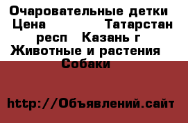 Очаровательные детки › Цена ­ 17 000 - Татарстан респ., Казань г. Животные и растения » Собаки   